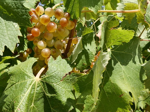 close up of ripe vermentino grape fruits in the vineyard in provence, france. Variety of grapevine is also called rolle. Vitis vinifera vermentino