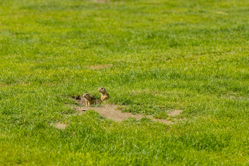 Ground squirrel on grass. Small rodent foraging and moving in natural habitat. Wildlife nature, animal behavior outdoor scene captured in high resolution. Ground squirrel in natural habitat