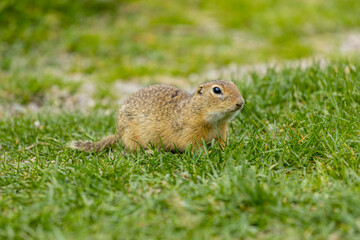 Ground squirrel on grass. Small rodent foraging and moving in natural habitat. Wildlife nature, animal behavior outdoor scene captured in high resolution. Ground squirrel in natural habitat