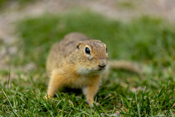 Ground squirrel on grass. Small rodent foraging and moving in natural habitat. Wildlife nature, animal behavior outdoor scene captured in high resolution. Ground squirrel in natural habitat
