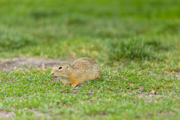 Ground squirrel on grass. Small rodent foraging and moving in natural habitat. Wildlife nature, animal behavior outdoor scene captured in high resolution. Ground squirrel in natural habitat