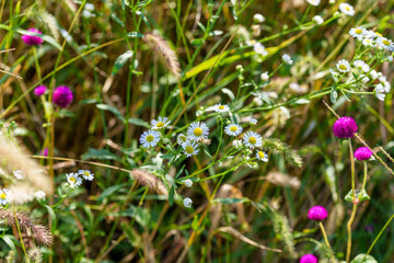 A close-up shot of white horseweed (Conyza canadensis) intermingling with globe amaranth (Gomphrena globosa) flowers in the fall