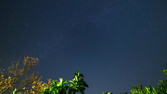 Earth's rotation dynamically visualized: A time-lapse of star trails showing the apparent diurnal motion around the celestial pole, framed by terrestrial vegetation in Tuscany sky