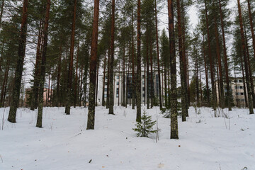 Pine Forest and Young Fir Tree Covered in Snow with Buildings Visible in the Background on a Winter Day