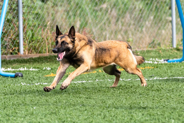 Dog joyfully running across a green field during a sunny afternoon at a local park