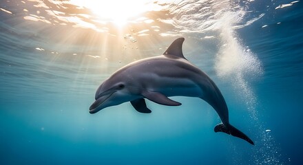 Majestic dolphin swimming gracefully in sunlit blue ocean water.