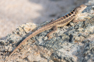 Lagarto sobre terreno rocoso, Salinas, Ecuador.