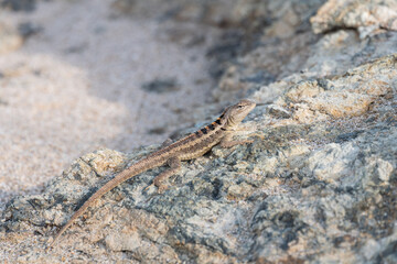 Lagarto sobre terreno rocoso, Salinas, Ecuador.