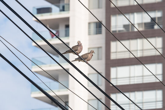 Pajaros sobre cableado, Salinas, Ecuador.