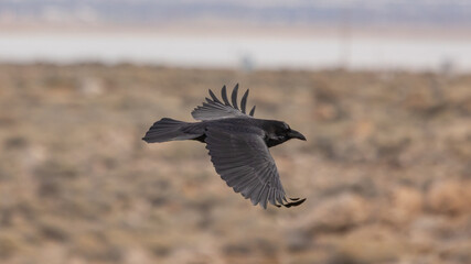 A raven flies low over the flatlands near Antelope Island Salt Lake City UT USA on a cool cloudy fall day with the water of the Great Salt Lake in the distant background.