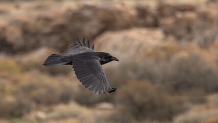 A raven glides through the air past the camera with a background of out of focus bushes and rocks near Antelope Island State Park in Utah USA on an overcast fall day.