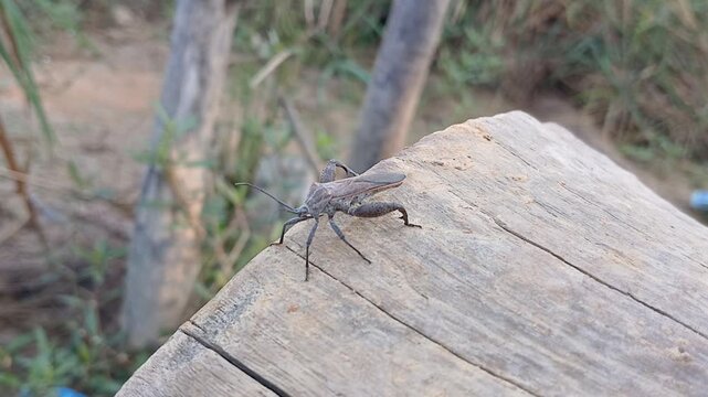 ​The Giant Leafhopper Bug: A Close-Up Look at Nature's Unique Architect