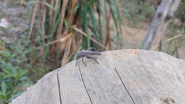 ​The Giant Leaf-Footed Bug: A Close-Up Look at Nature's Unique Architect