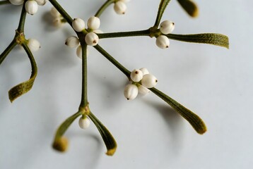 Christmas Mistletoe and Holly Leaves: Seasonal Botanical Greenery with White Berries - Nature Photography of Hanging Viscum Album for Traditional Holiday Decorations