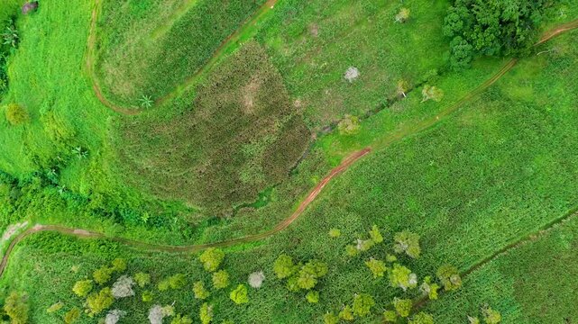 4K Aerial View of Vast Sugarcane Fields in Malang, Indonesia