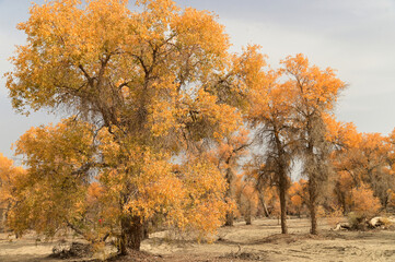 Tarim Huyan Lin Scenic Area in Luntai County, Xinjiang, when the leaves of the Hu Yanglin change color, it appears as a golden yellow. or "the most beautiful tree," ( This month leaves change yellow )