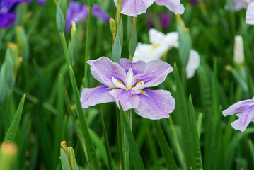 花菖蒲（染谷花菖蒲園）