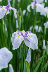 花菖蒲（染谷花菖蒲園）