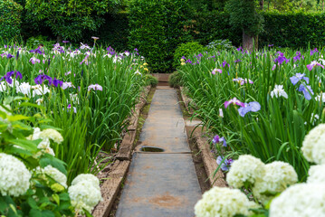 花菖蒲（染谷花菖蒲園）