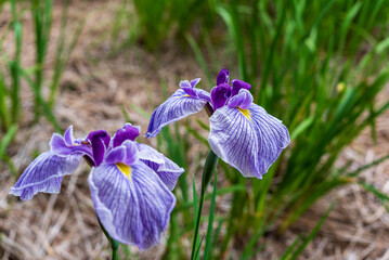 花菖蒲（染谷花菖蒲園）