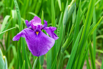 花菖蒲（染谷花菖蒲園）