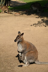 Kangaroo