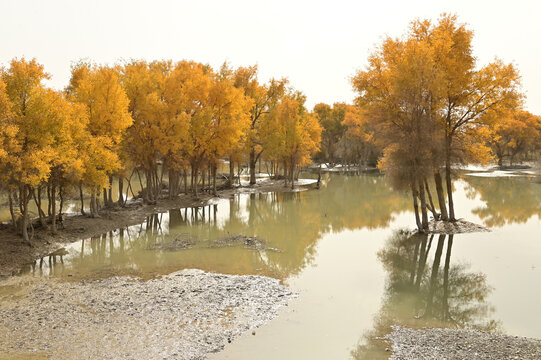 Tarim Huyan Lin Scenic Area in Luntai County, Xinjiang, when the leaves of the Hu Yanglin change color, it appears as a golden yellow. which means "the most beautiful tree,." 