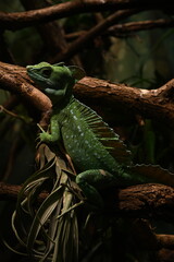Chameleon