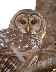 Barred Owl Perched