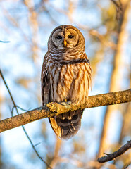 Barred Owl perched