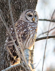 Barred Owl perched