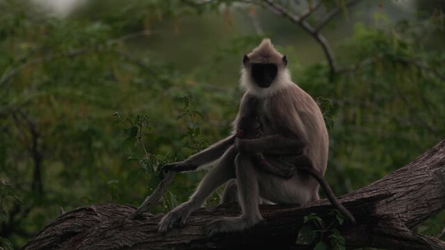 Gray langur lat. Semnopithecus priam sit on a tree branch in Sri Lanka, gently grooming each other and showing peaceful social behavior in tropical jungle wildlife in slow motion video.