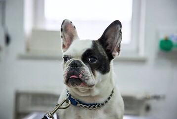 Adorable French Bulldog Dog Portrait: Playful and Obedient Pet with White Fur and Black Patches - Indoor Canine Companion and Loving Breed 