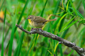 Common Yellow Throat female bird in it natural environment.