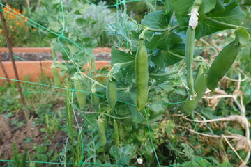 Green pea pods growing on trellis in garden