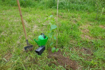 Planting mulberry sapling, shovel and watering can