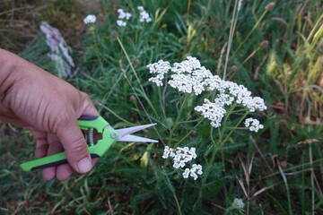 Hand harvesting wild yarrow flower for herbal medicine © tonifrito