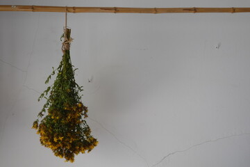 Dried st. John's wort herb hanging on bamboo