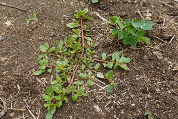 Purslane plant growing in garden soil