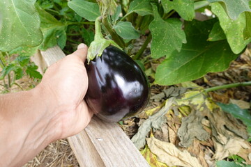 Farmer holding freshly picked eggplant in vegetable garden