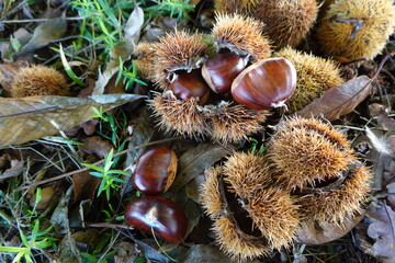 Chestnuts opening on forest floor in autumn