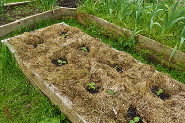 Gardener mulching vegetable seedlings in raised garden bed