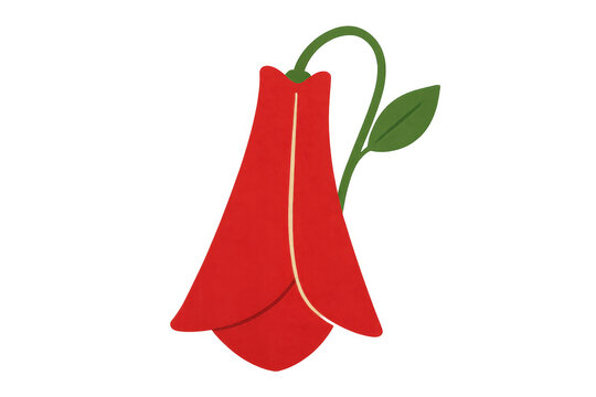 Red copihue flower illustration with green stem and leaf, a national symbol of chile on transparent background