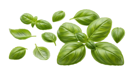 Harvesting fresh basil leaves culinary garden food photography natural setting close-up herb usage. Isolated on transparent background, png.