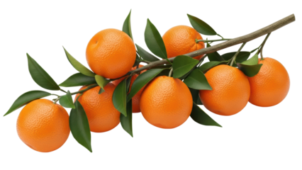 Harvesting fresh oranges from citrus trees in a sunny orchard vibrant nature photography. Isolated on transparent background, png.