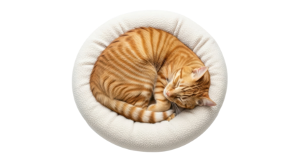 Sleeping ginger cat in cozy bed indoor home setting pet photography peaceful environment top view. Isolated on transparent background, png.