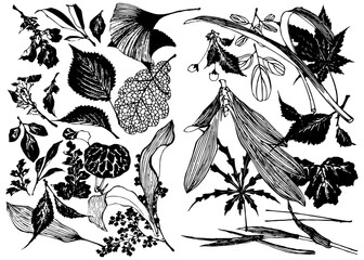 Ink illustration of different leaf, branch, flowers in chines style isolated on a white background