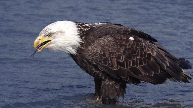 Bald Eagle Eating Fish near Seward Alaska