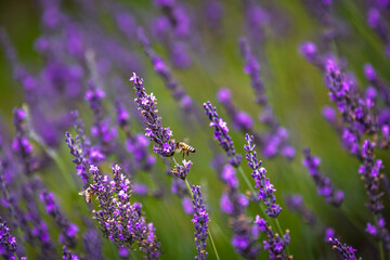 Obraz premium Lavender flowers in selective focus, close up view.