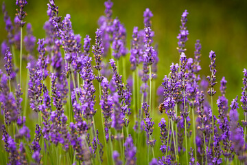 Obraz premium Lavender flowers in selective focus, close up view.